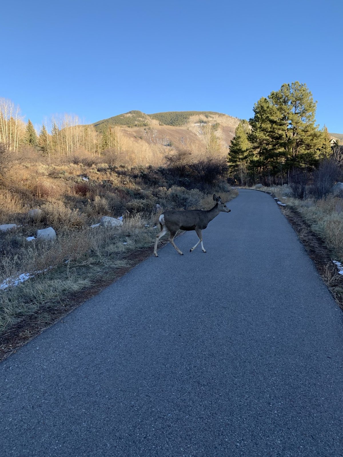 A mule deer crossing a paved trail lined with sagebrush and pines under a blue sky