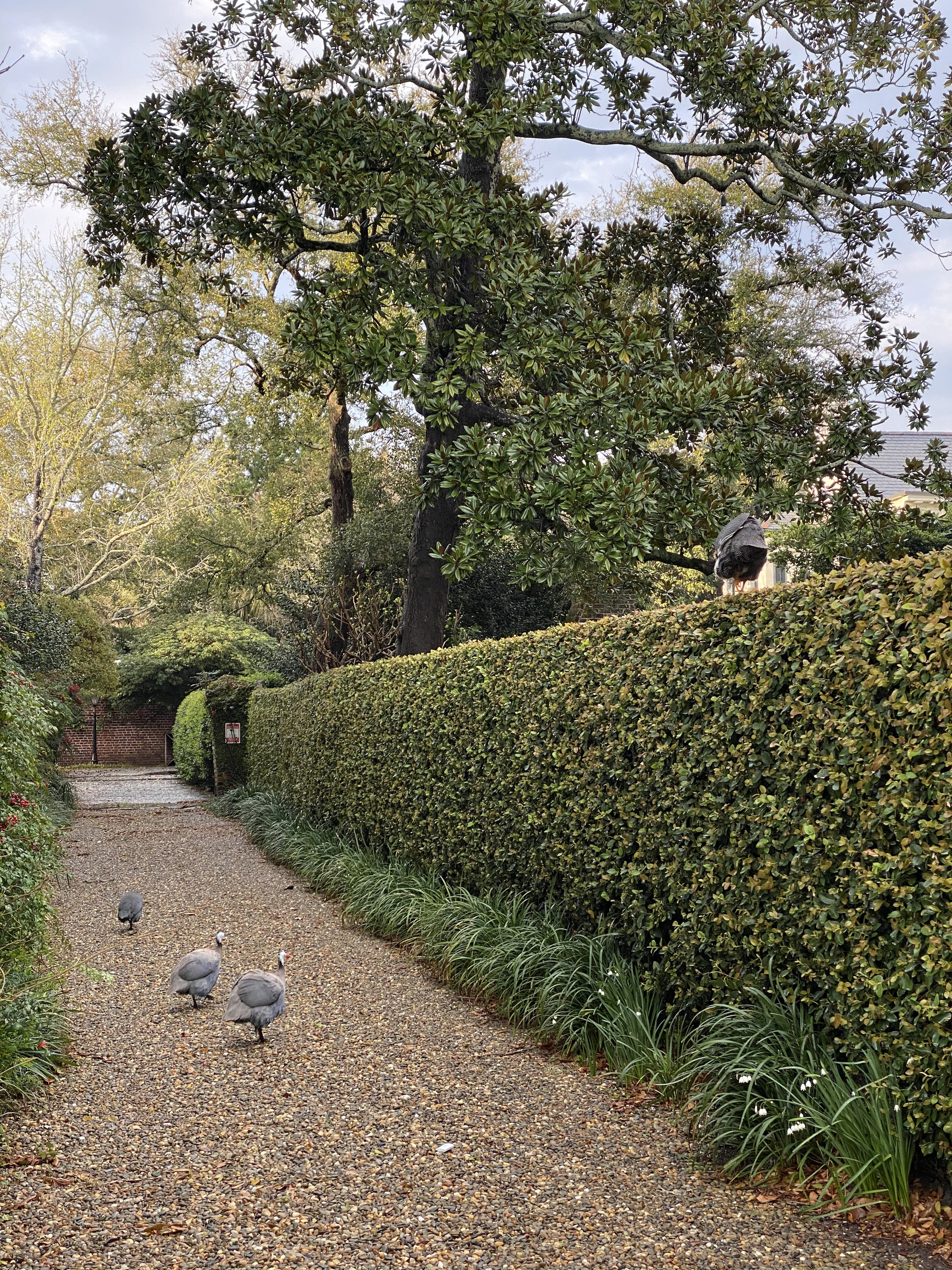 Guineafowl on a gravel lane beside a tall hedge under a magnolia