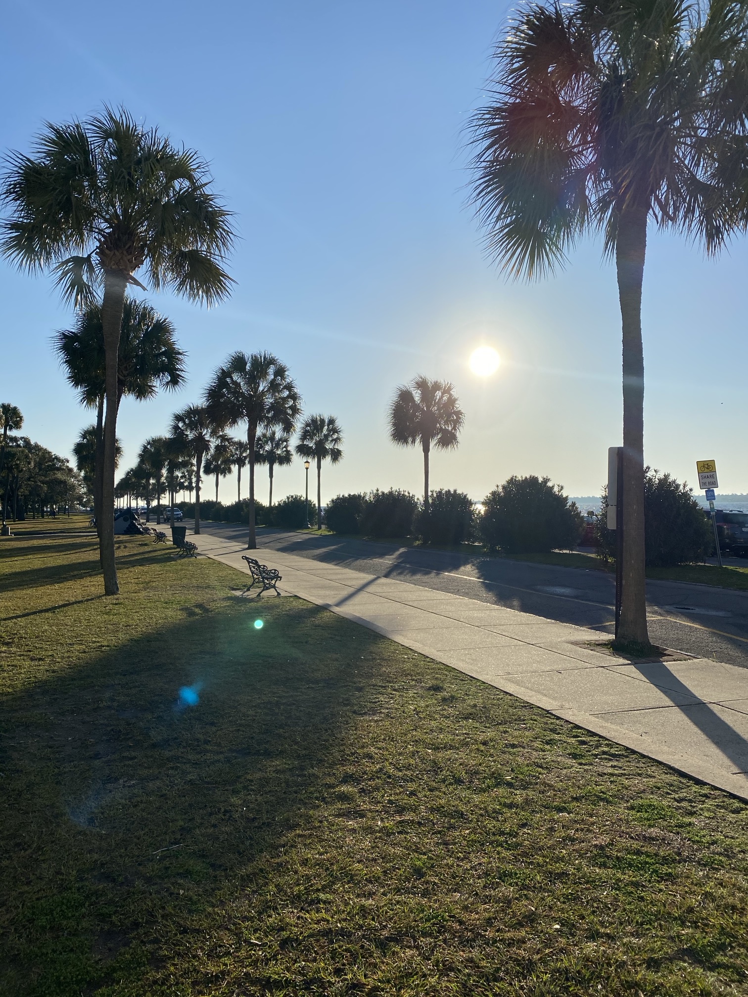 A row of palmettos along a path by the harbor in low sun