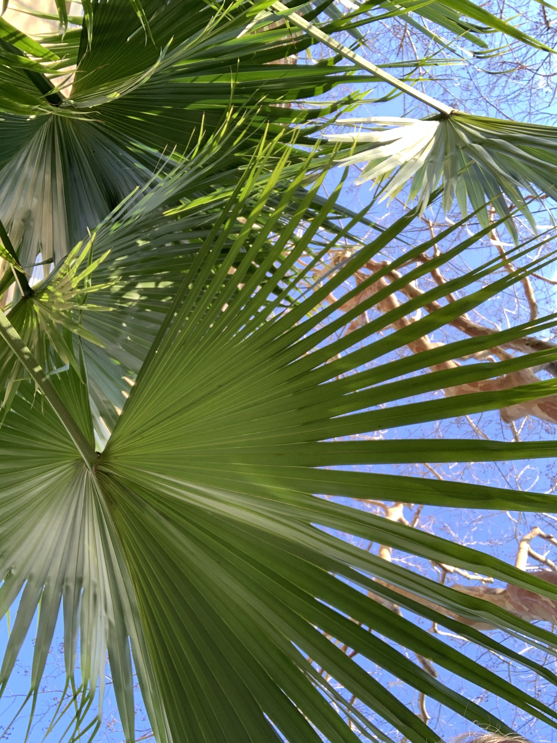 Looking up through palmetto fronds at a blue winter sky and bare branches