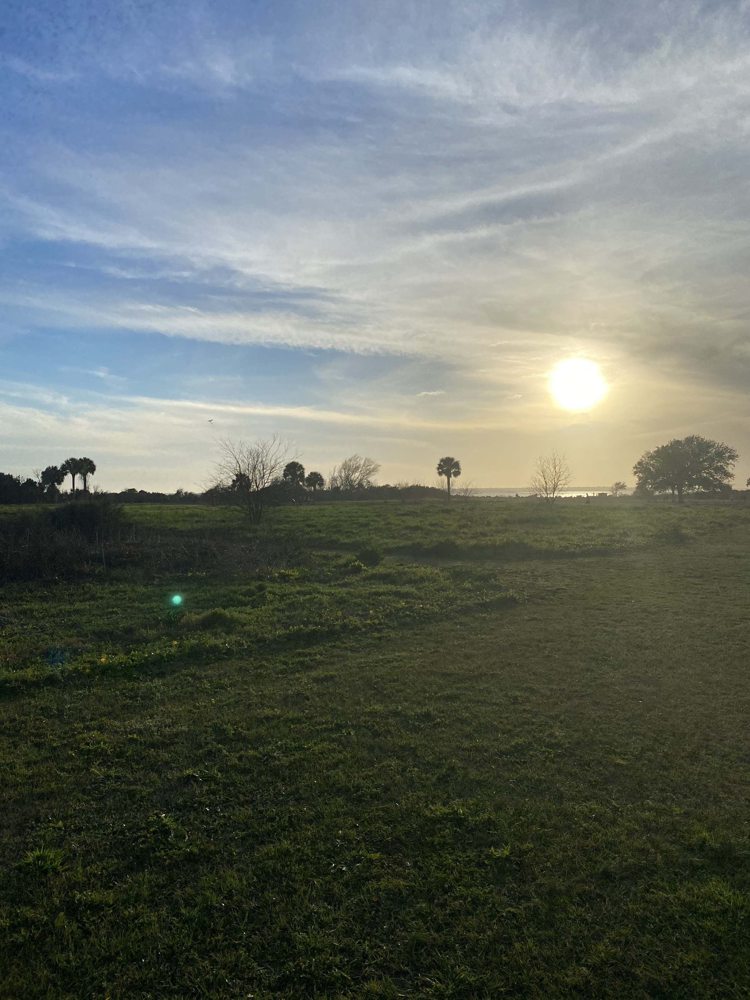 Palmettos and grassland on Sullivan's Island in late-afternoon sun