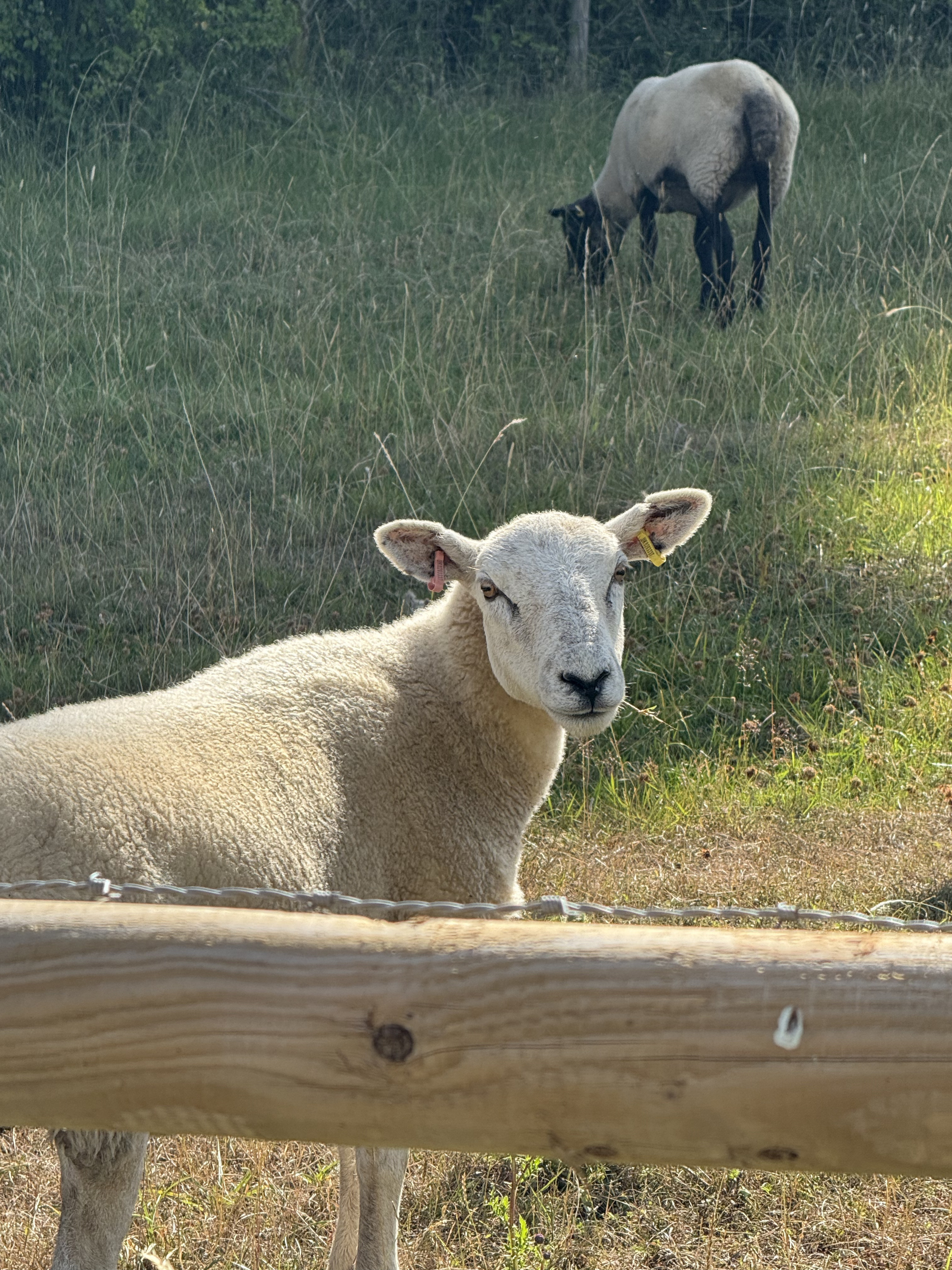 Sheep in the Cotswolds countryside
