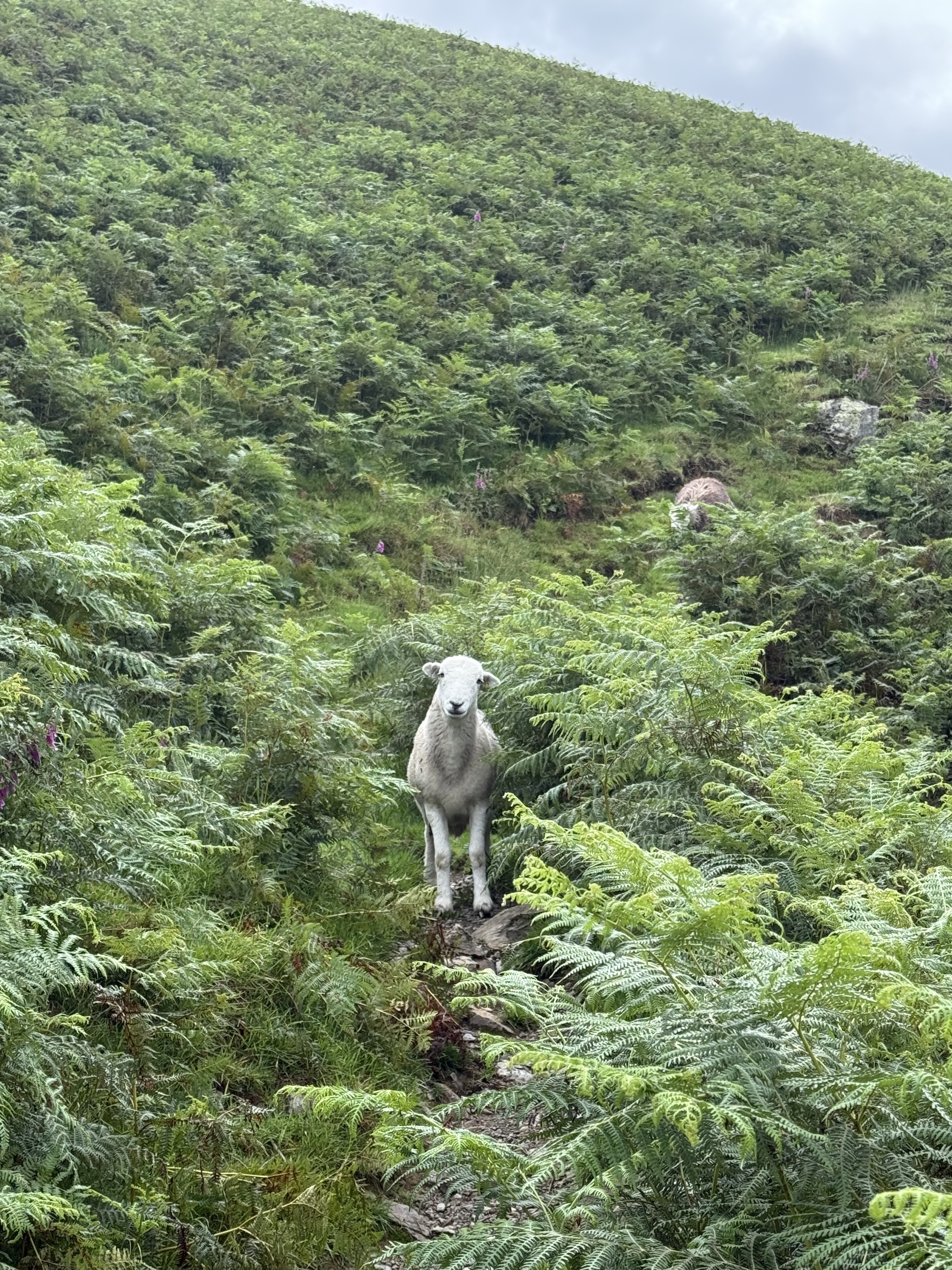 A Herdwick sheep on a fern-lined hiking path in the Lake District